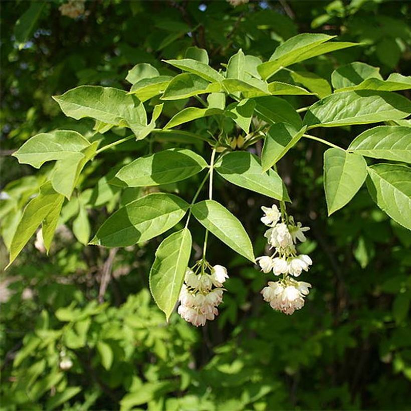 Pimpernuss - Staphylea pinnata (Blüte)