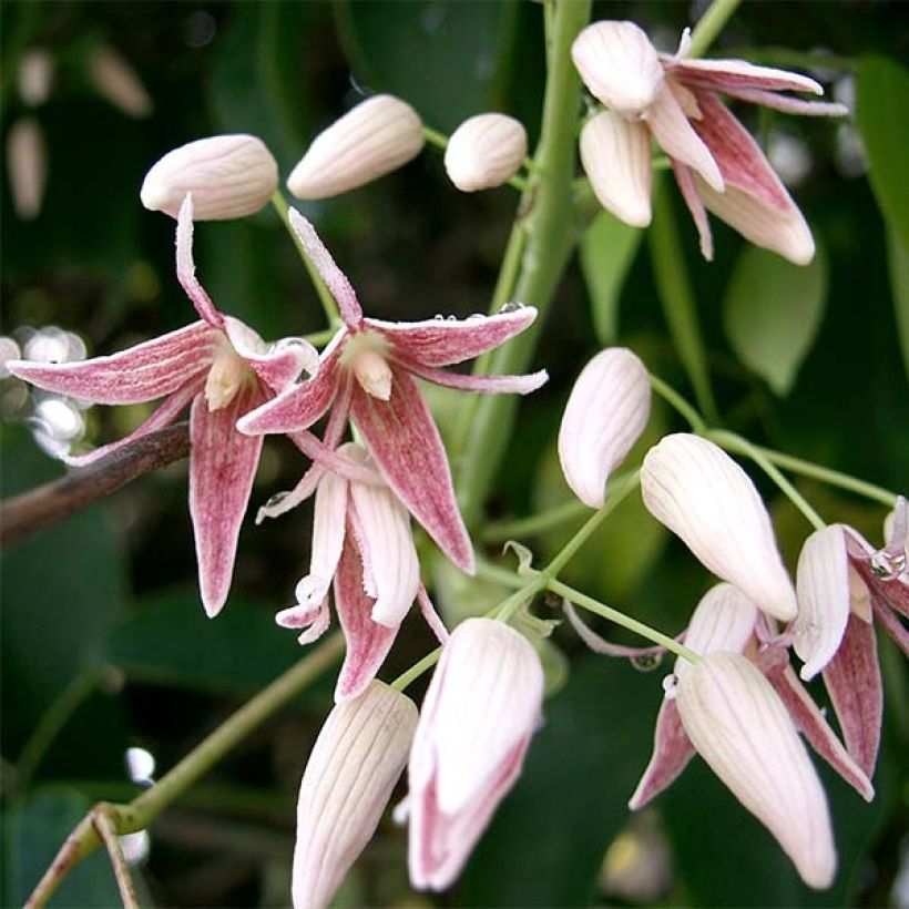 Stauntonia hexaphylla - Stauntonie (Blüte)