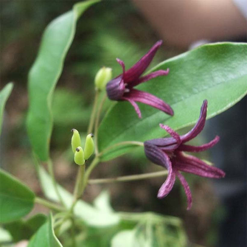 Stauntonia purpurea - Purpur-Stauntonie (Blüte)