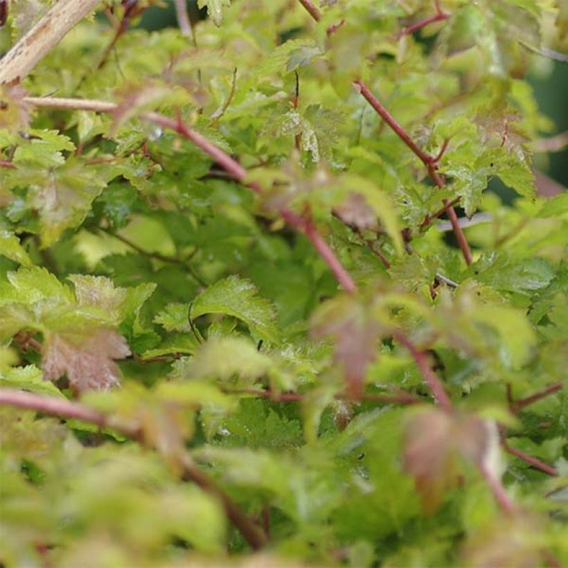 Stephanandra incisa Crispa - Kranzspiere (Laub)