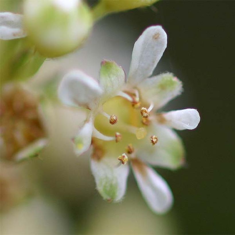 Stephanandra incisa Crispa - Kranzspiere (Blüte)