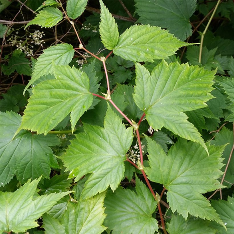 Stephanandra tanakae - hohe Kranzspiere (Laub)