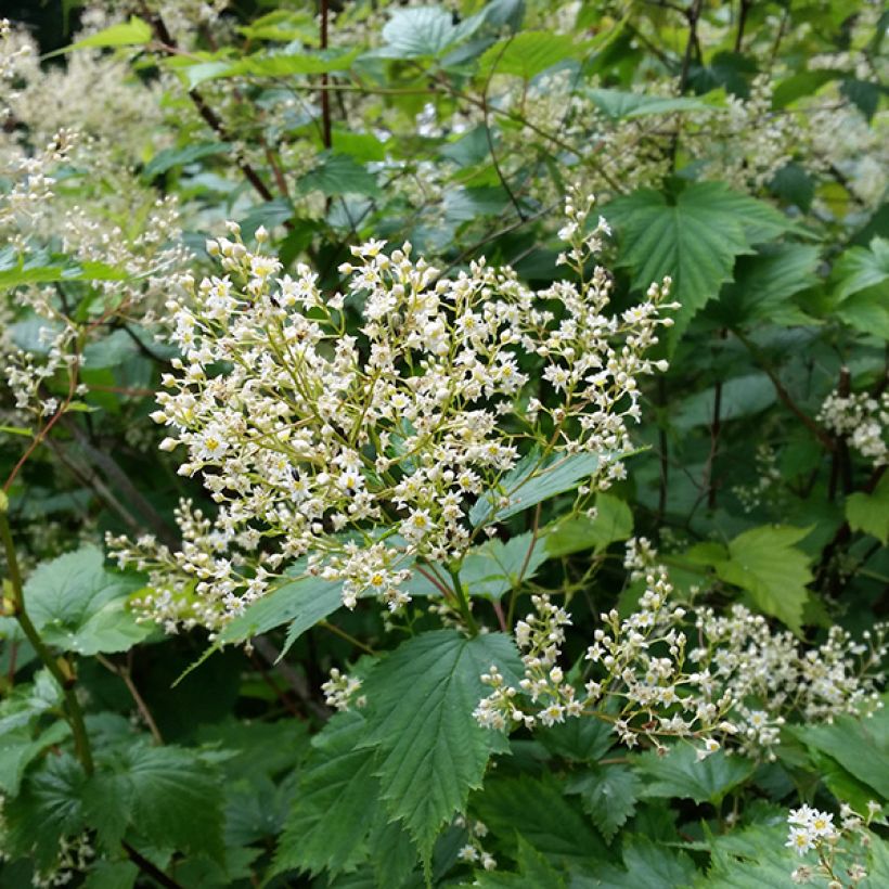 Stephanandra tanakae - hohe Kranzspiere (Blüte)