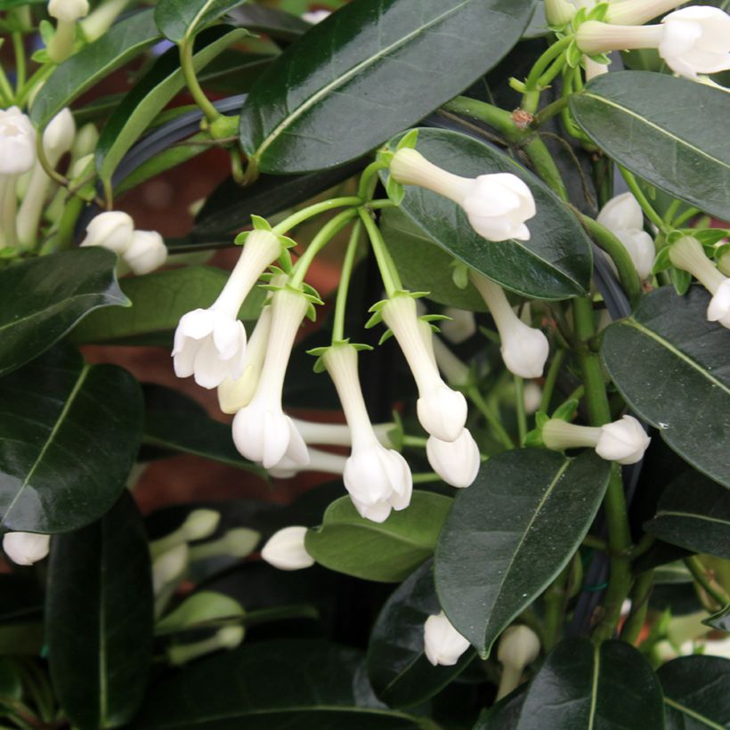 Stephanotis jasminoides - Madagaskar-Kranzschlinge (Laub)