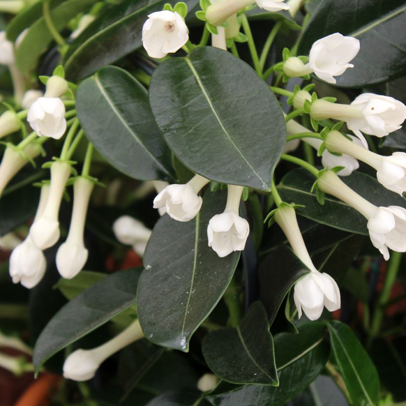 Stephanotis jasminoides - Madagaskar-Kranzschlinge (Blüte)