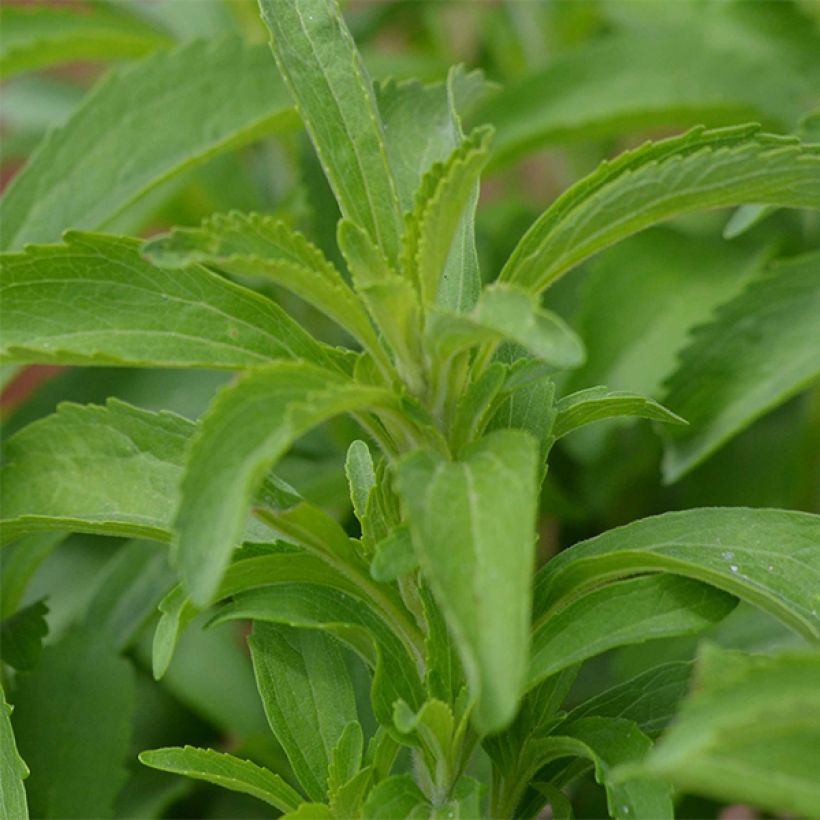 Süßkraut - Stevia rebaudiana (Laub)