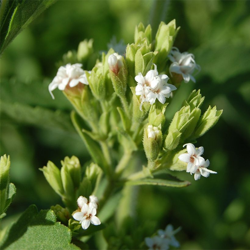 Süßkraut - Stevia rebaudiana (Blüte)