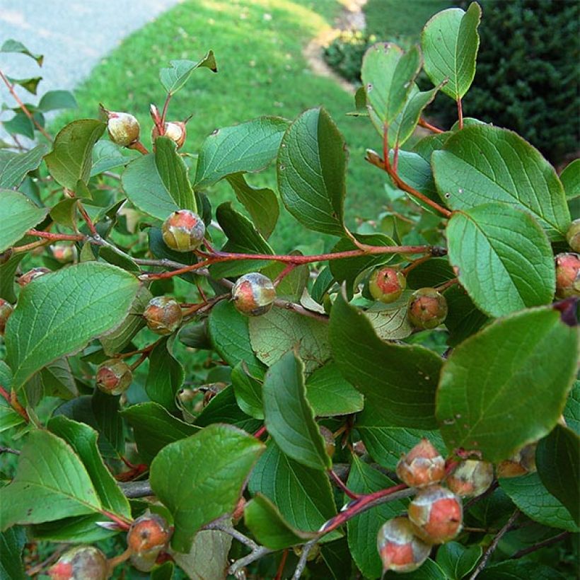 Stewartia pseudocamellia - Kamelienartige Stewartie (Laub)