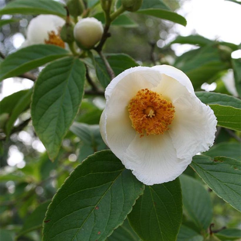 Stewartia pseudocamellia - Kamelienartige Stewartie (Blüte)