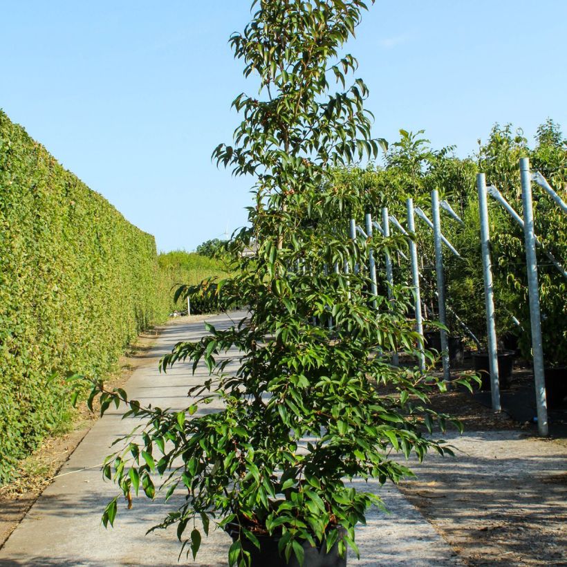 Exemplar von Stewartia pseudocamellia - Stuartie - Pot de 70L wie im Frühjahr geliefert