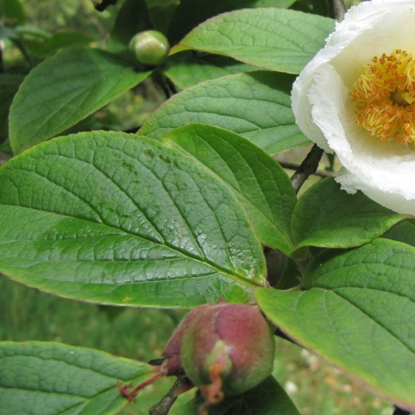 Stewartia pseudocamellia Koreana - Kamelienartige Stewartie (Laub)