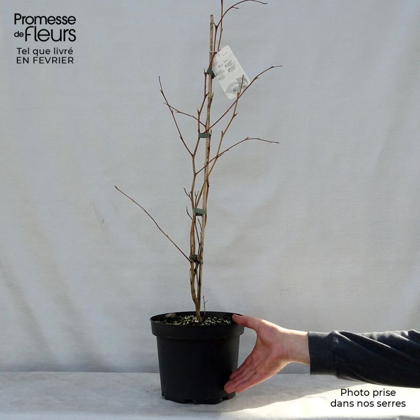 Exemplar von Stewartia pseudocamellia - Stuartie Pot de 3L/4L wie im Winter geliefert