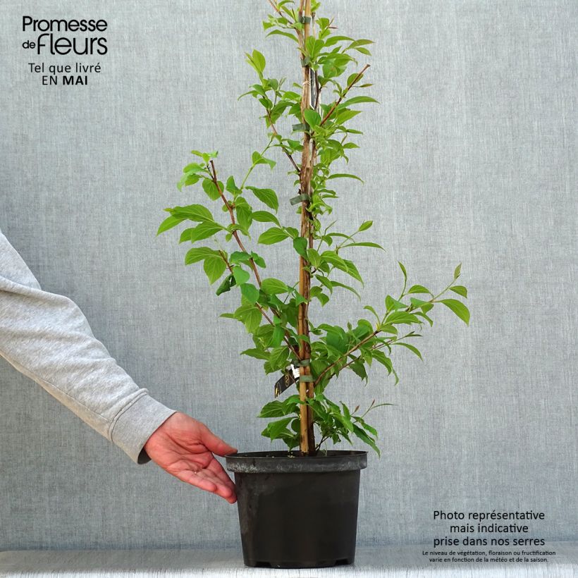 Exemplar von Stewartia pseudocamellia - Kamelienartige Stewartie Topf mit 3L/4LGelieferte Höhe ca. 50/60cm wie im Frühjahr geliefert