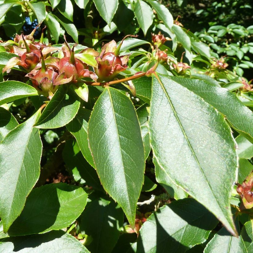 Stewartia rostrata - Schnabel-Stewartie (Laub)