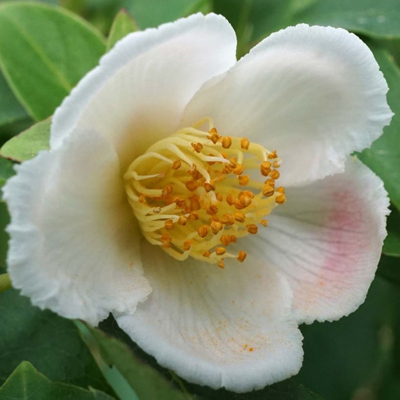 Stewartia rostrata - Schnabel-Stewartie (Blüte)