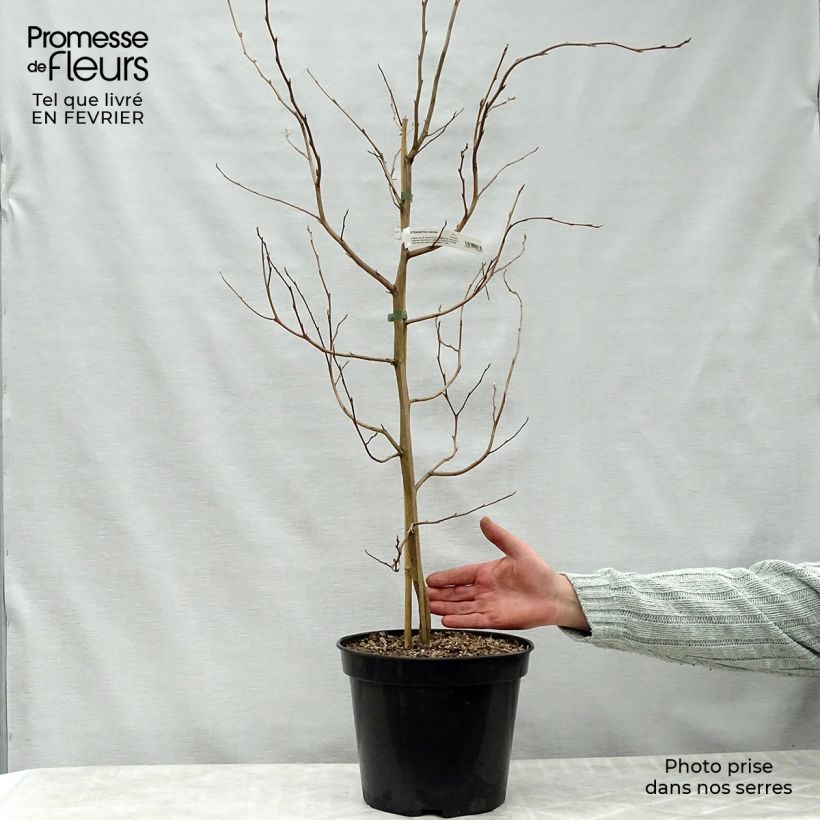 Exemplar von Stewartia rostrata - Stuartie Pot de 4L/5L wie im Winter geliefert