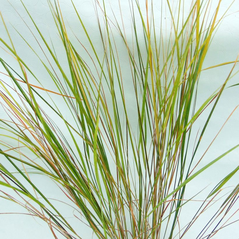 Stipa arundinacea - Federgras (Laub)