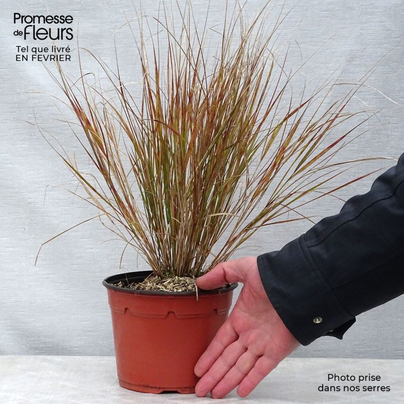 Exemplar von Stipa arundinacea - Anemanthele lessoniana pot de 2L wie im Winter geliefert