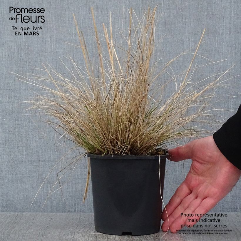 Exemplar von Stipa capillata - Stipe capillaire en pot de 2/3 litres wie im Winter geliefert