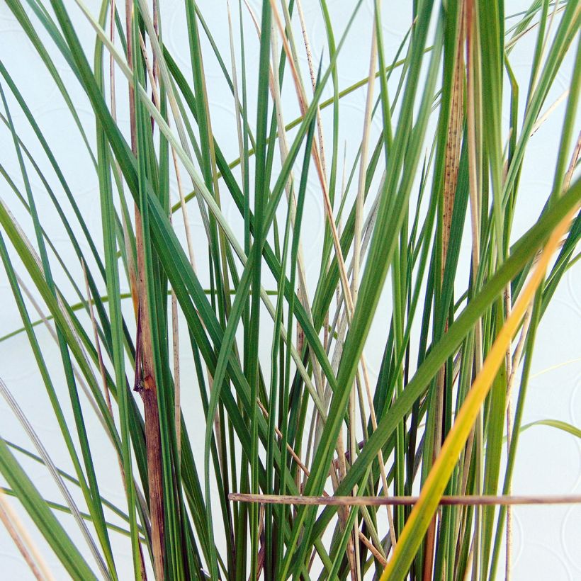 Stipa gigantea - Riesen Federgras (Laub)