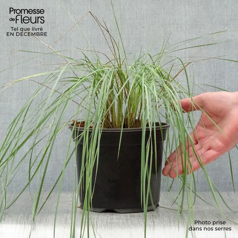 Exemplar von Stipa gigantea - Stipe géante en pot de 2L/3L wie im Winter geliefert