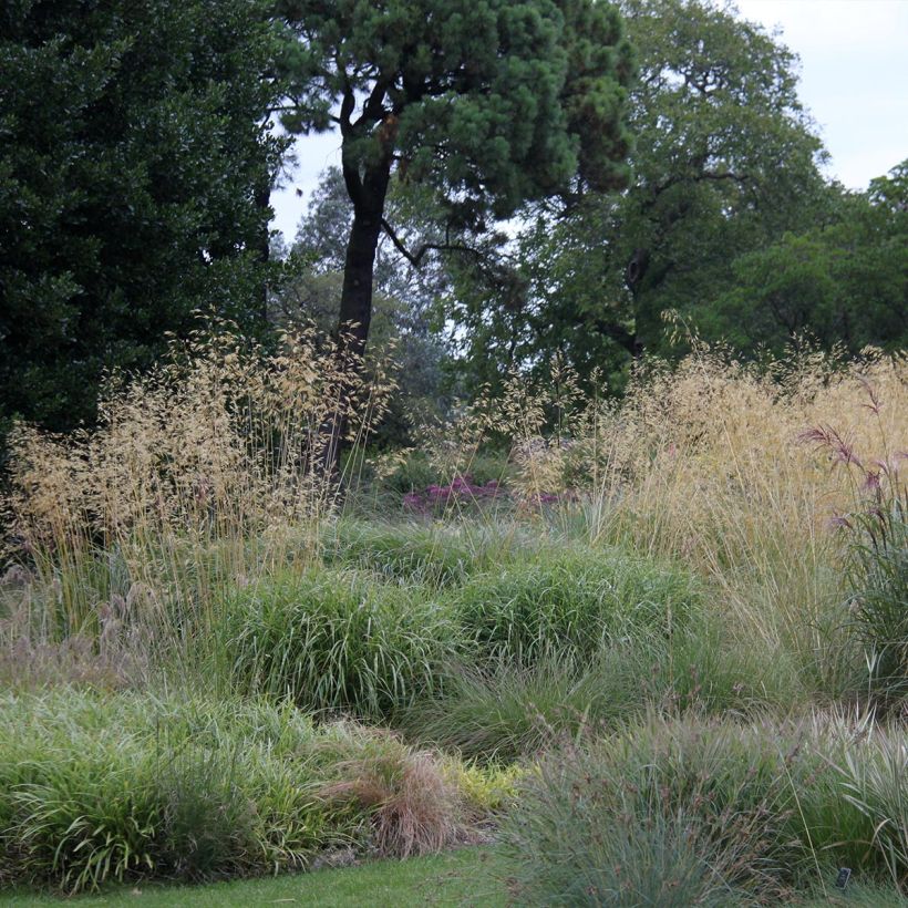 Stipa gigantea - Riesen Federgras (Hafen)