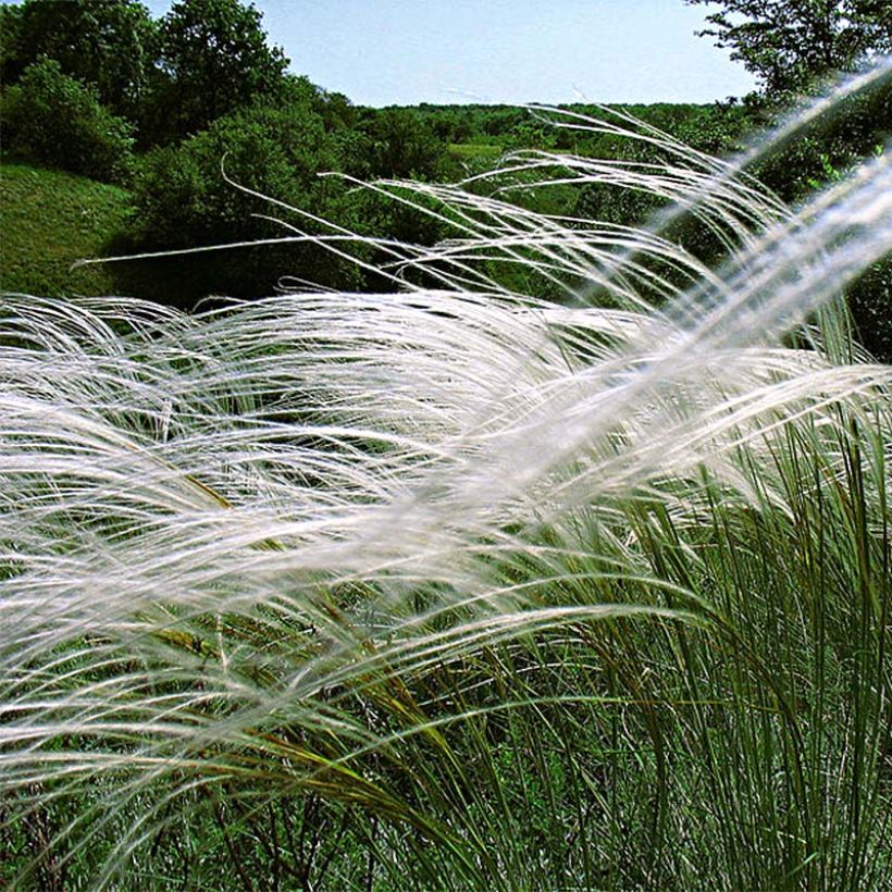 Stipa pulcherrima - Federgras (Blüte)