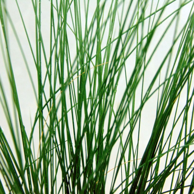 Stipa tenuifolia - Dünnblättriges Federgras (Laub)