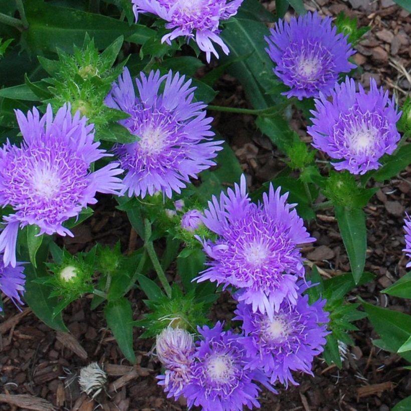 Stokesia laevis Blue Star - Kornblumenaster (Blüte)