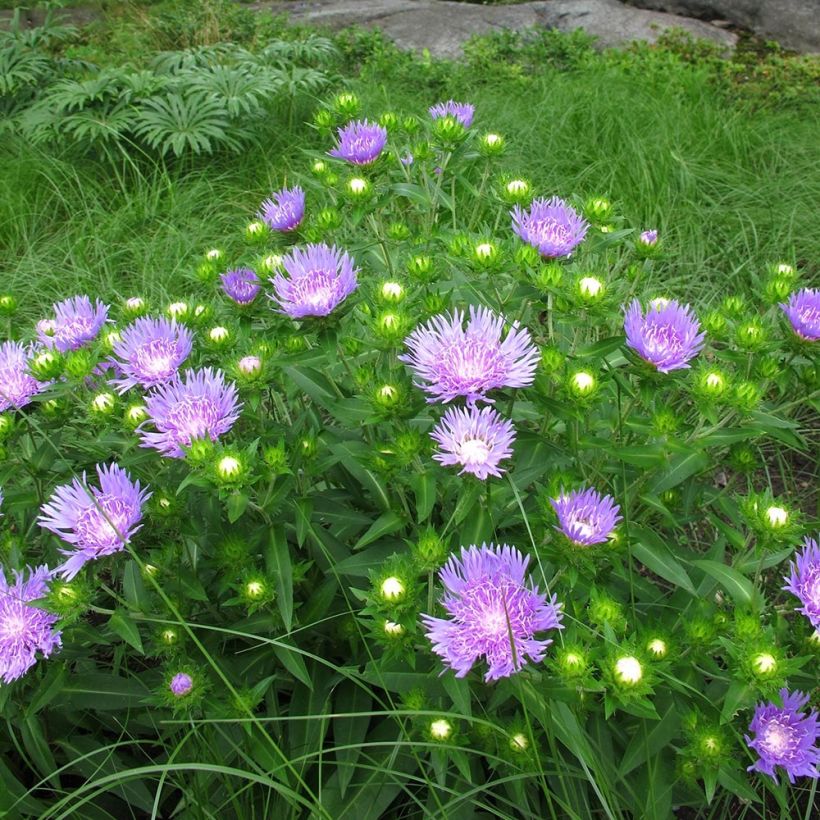 Stokesia laevis Elf - Kornblumenaster (Hafen)