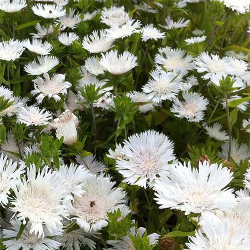 Stokesia laevis Traumerei - Kornblumenaster (Blüte)