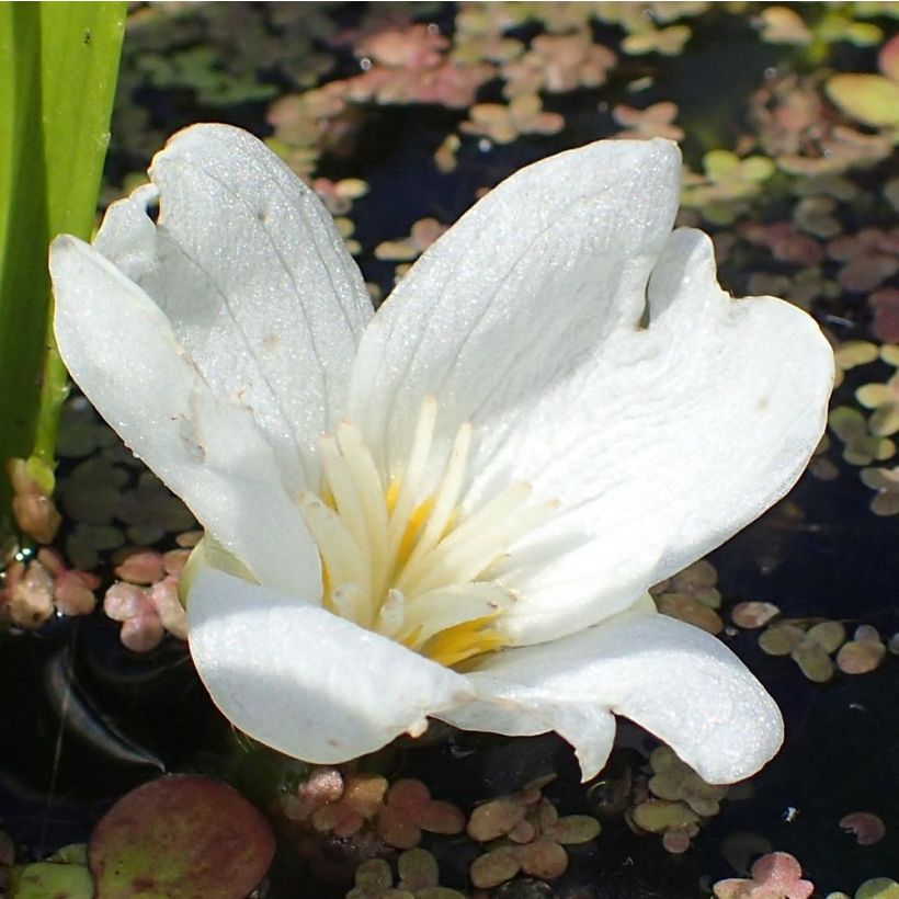 Stratiotes aloïdes - Krebsschere (Blüte)