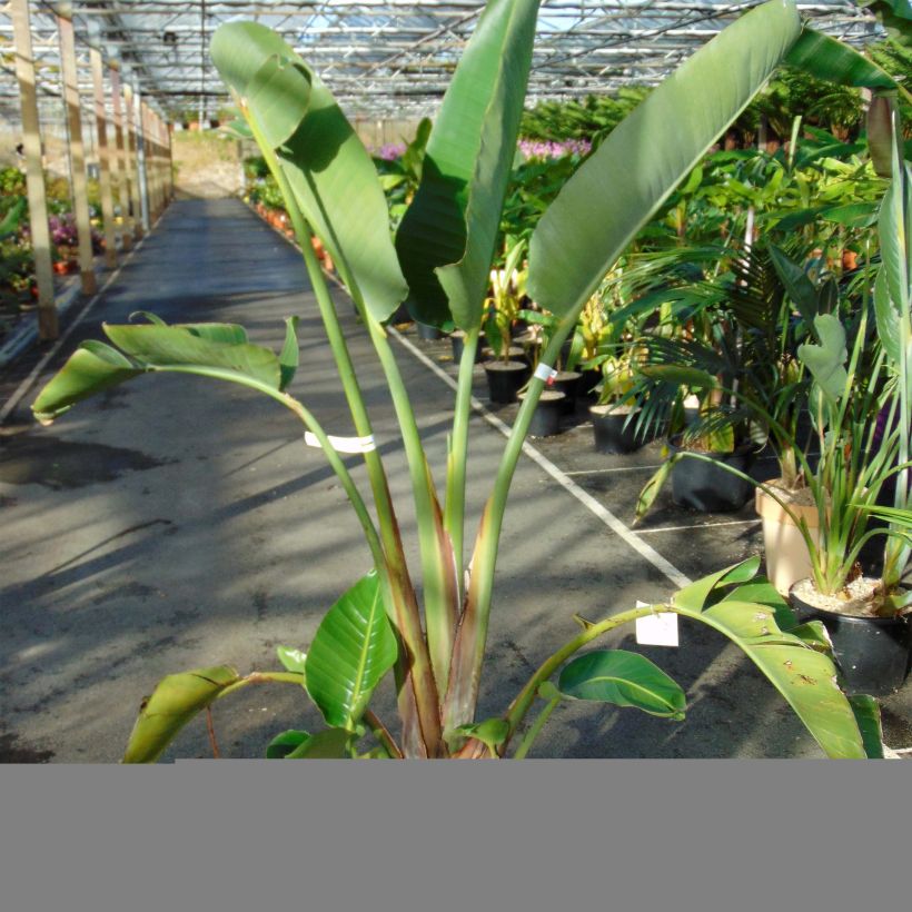 Strelitzia augusta (Hafen)