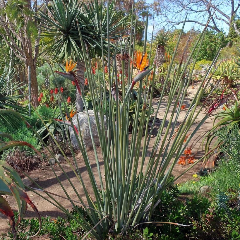 Strelitzia juncea (Hafen)