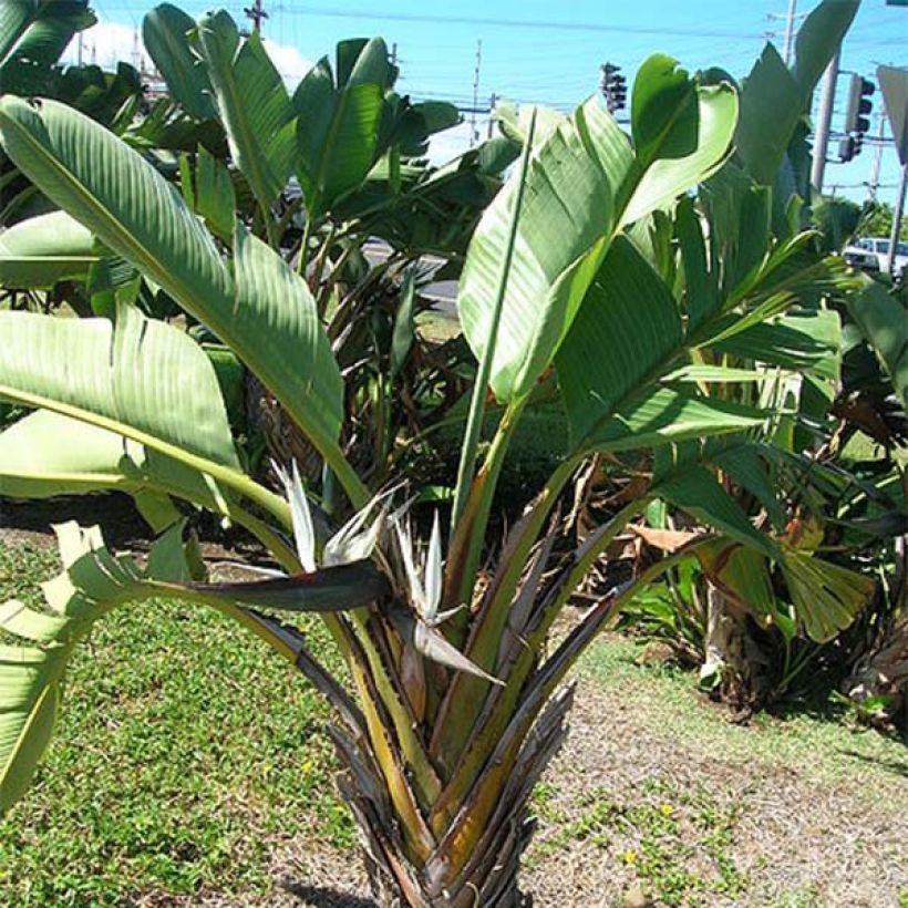 Strelitzia nicolai (Laub)