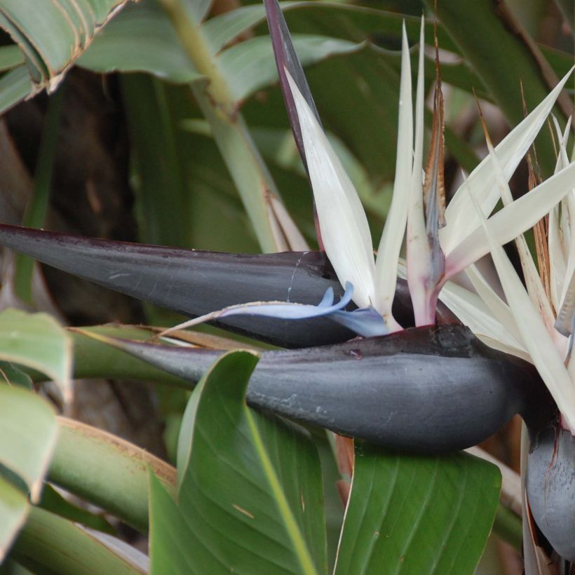 Strelitzia nicolai (Blüte)