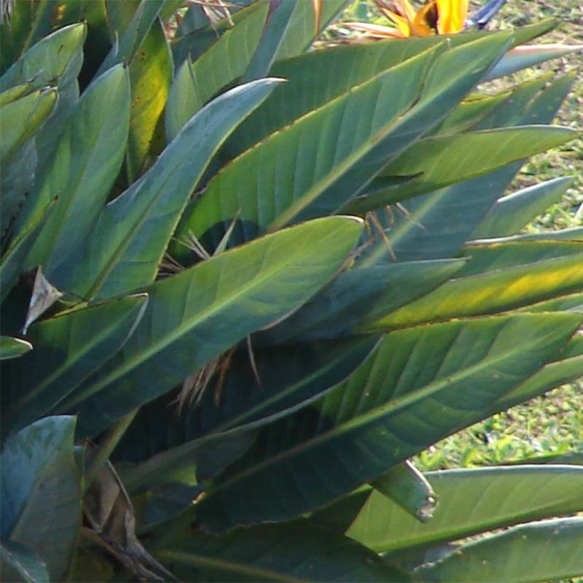 Strelitzia reginae (Laub)