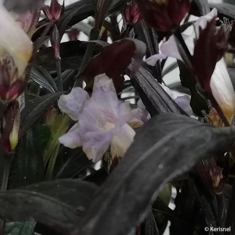 Strobilanthes anisophylla Brunetthy - Zapfenblume (Blüte)