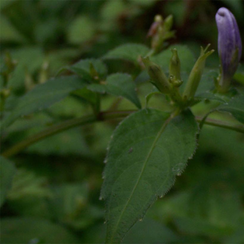 Strobilanthes attenuata - Zapfenblume (Laub)