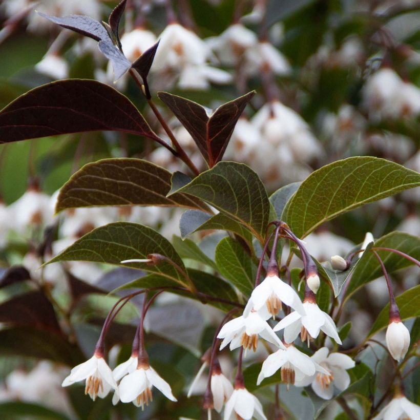 Japanische Storaxbaum Evening Light - Styrax japonica (Laub)