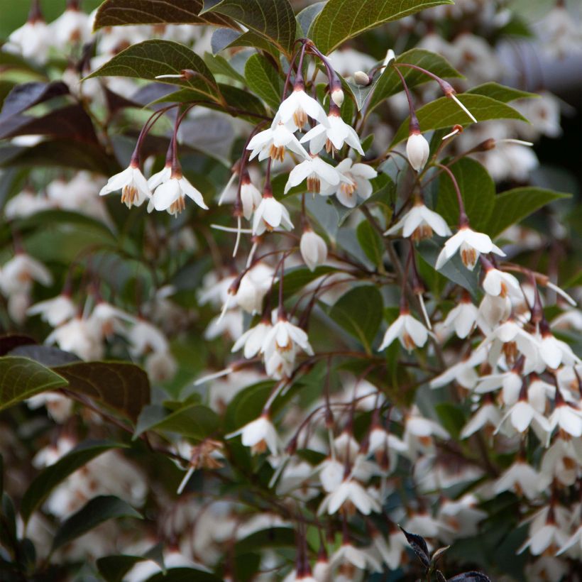 Japanische Storaxbaum Evening Light - Styrax japonica (Blüte)