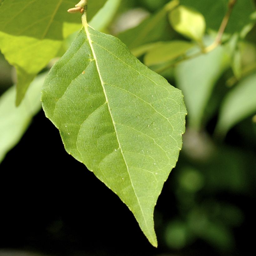 Japanische Storaxbaum Fragrant Fountain - Styrax japonica (Laub)