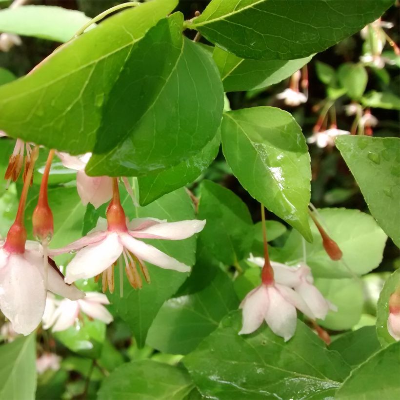 Japanische Storaxbaum Pink Chimes - Styrax japonicus (Laub)