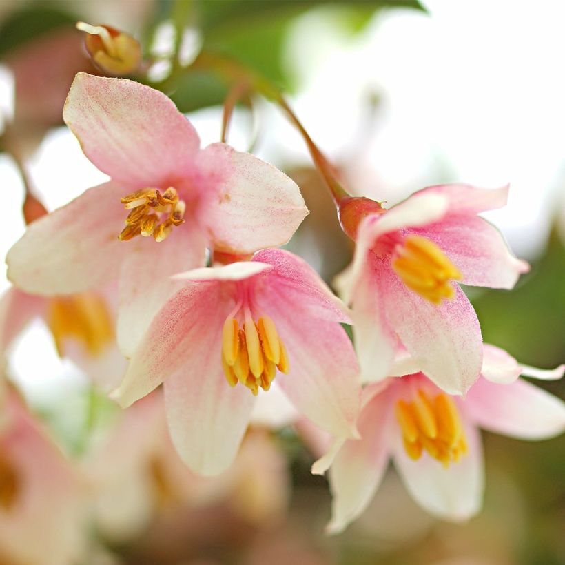 Japanische Storaxbaum Pink Chimes - Styrax japonicus (Blüte)