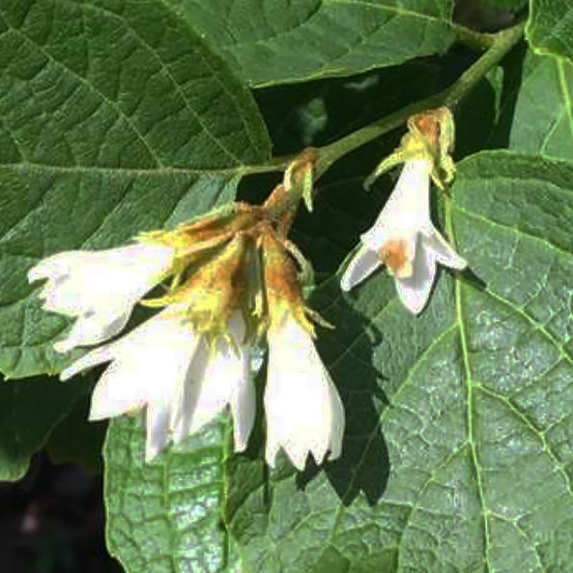 Schneeball - Styrax shiraiana (Blüte)