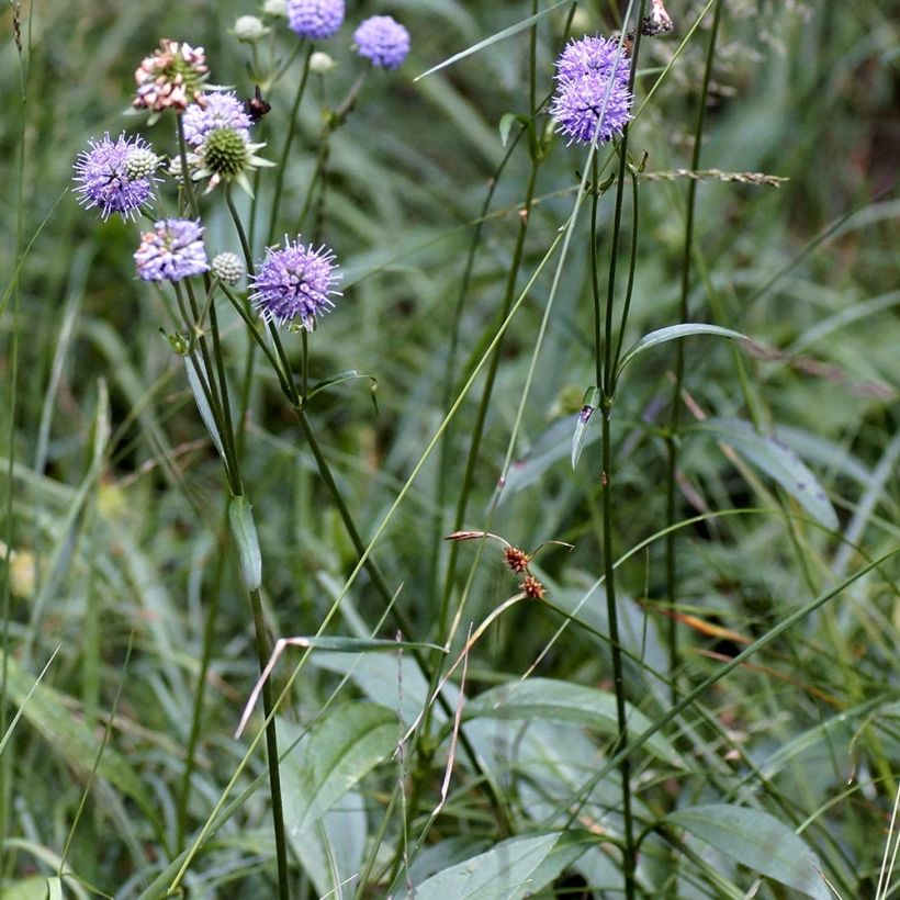 Teufelsabbiss - Succisa pratensis (Hafen)