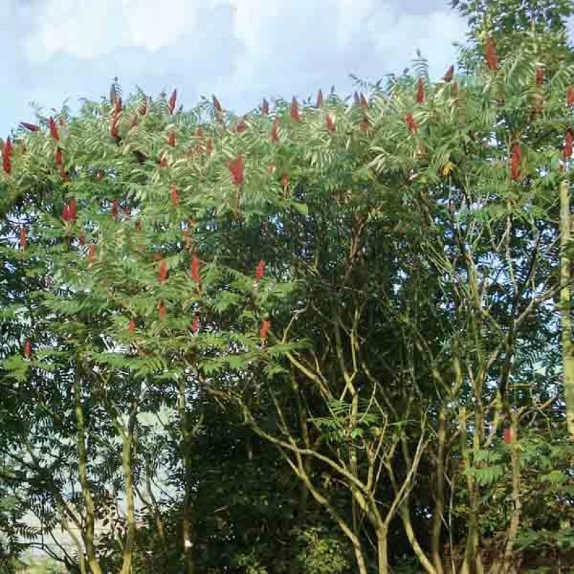 Rhus typhina - Essigbaum (Hafen)