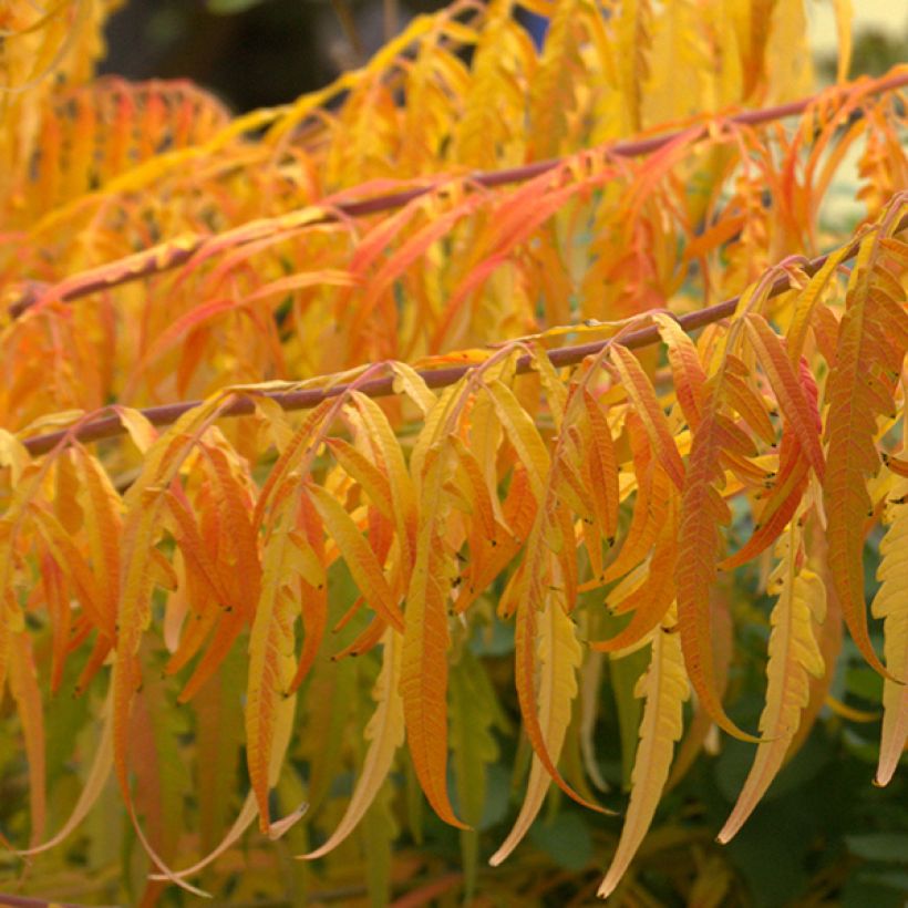 Rhus typhina Tiger Eyes - Essigbaum (Laub)