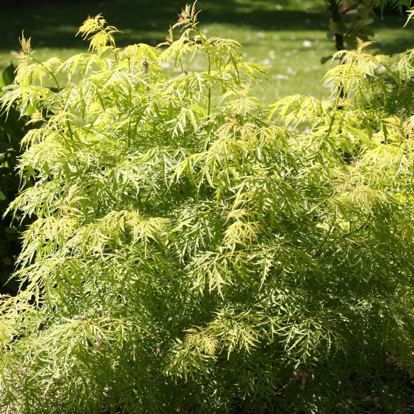 Trauben-Holunder Lemony Lace - Sambucus racemosa (Laub)