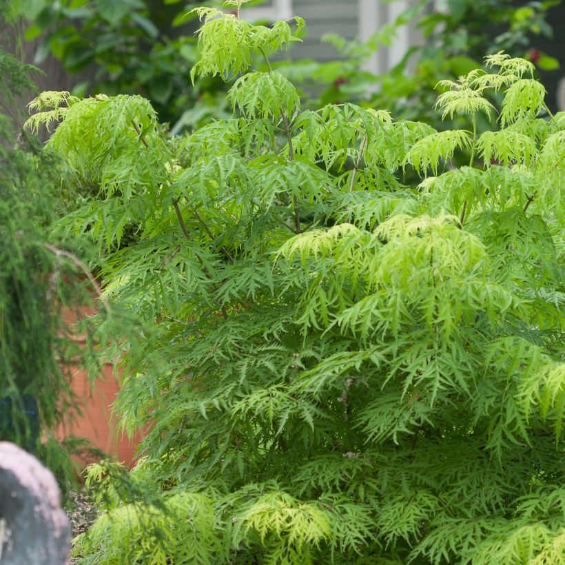 Trauben-Holunder Lemony Lace - Sambucus racemosa (Hafen)